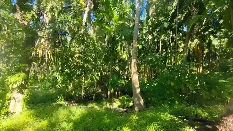 Jungle Jeep Safari