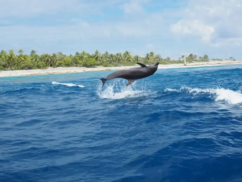Dolphin leaps above ocean waves near a tropical beach with palm trees and a clear sky.