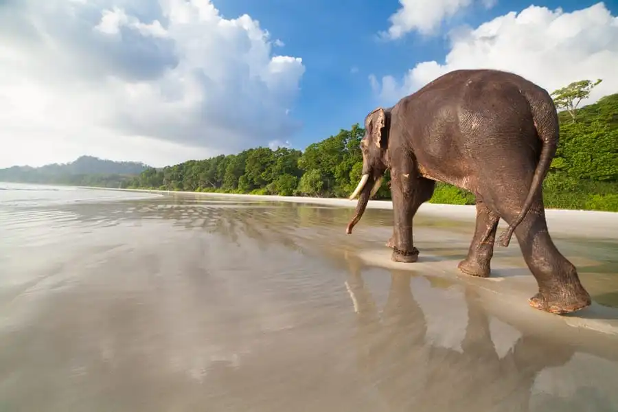 Elephant Beach