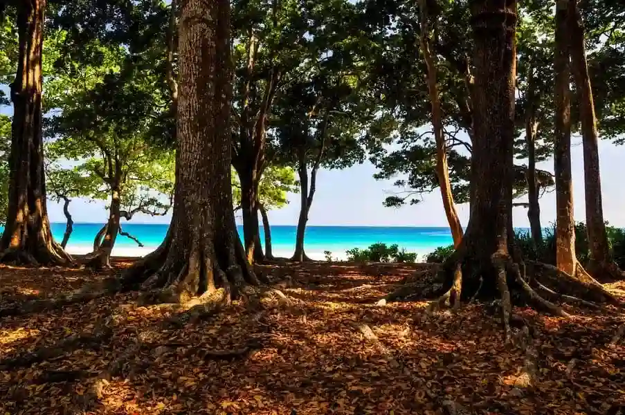 Radhanagar Beach