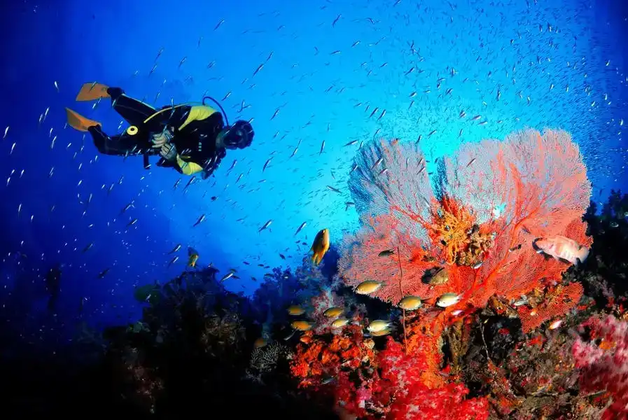 scuba diving in andaman