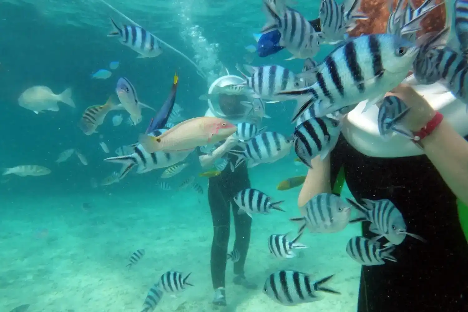 Sea walk in andaman-nicobar-island-activities