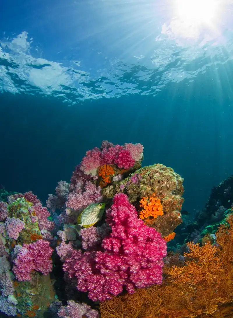 Scuba diving in goa